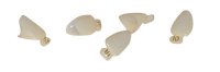Polycarbonate Crowns